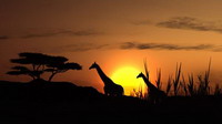   10 фактов об удивительной африке